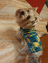 Плетени дрешки за кучета М размер, снимка 2