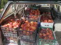 Продавам български праскови, снимка 1