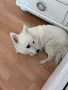 🐶 Продавам немски шпиц – 8 месеца ❤️ Продавам женско кученце от породата немски шпиц, на 8 месеца, , снимка 2