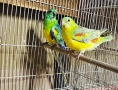 Продавам Пойни Папагали , снимка 4