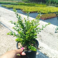  Лоницера, Lonicera nitida Elegant, вечнозелена и студоустойчива!!, снимка 8 - Градински цветя и растения - 39342927