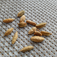 семена от екзотично растение от остров Мадагаскар, снимка 3 - Сортови семена и луковици - 44585218