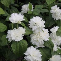 Филаделфус или още Булченски венец, Philadelphus Minnesota Snowflake, снимка 5 - Градински цветя и растения - 40394475