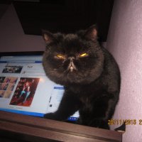 2бр котета екзотична късокосместа персийка на 4-5месеца , снимка 2 - Персийска - 38983490