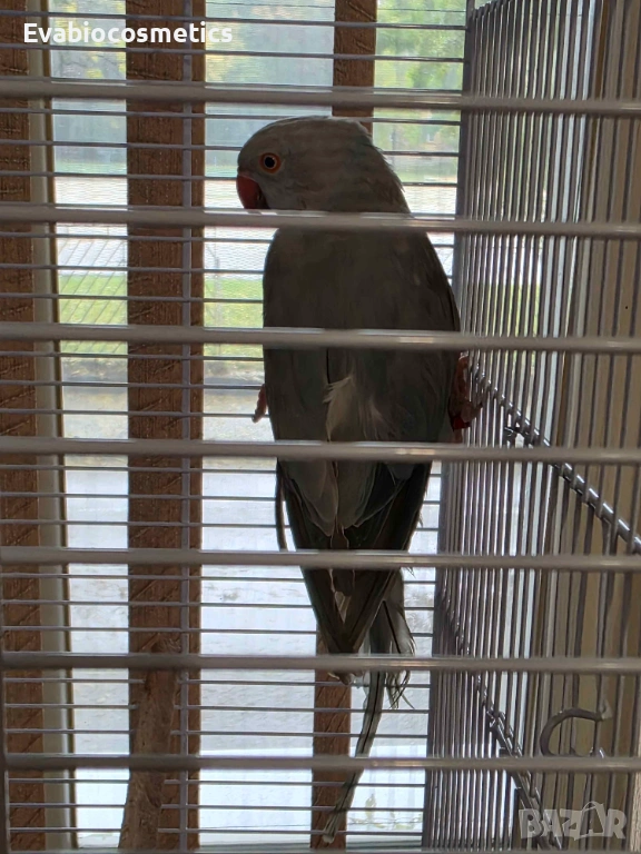 Женски малък Александър, снимка 1