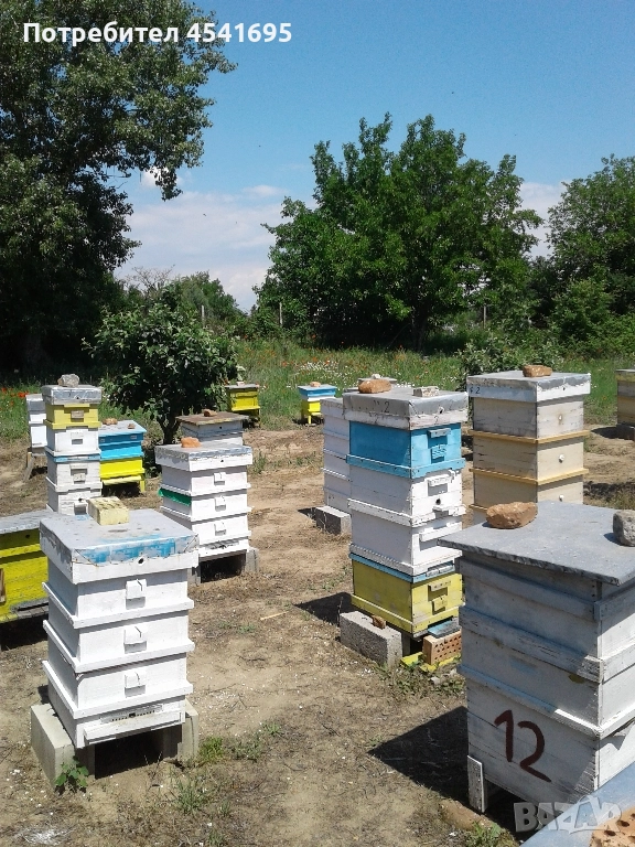 Пчелни семейства, снимка 1