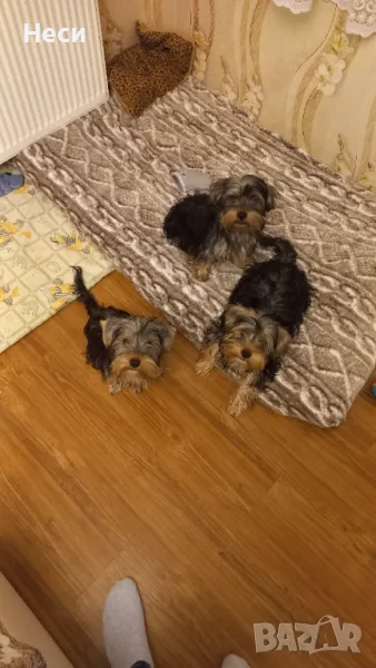 Йоркширски териер, снимка 1