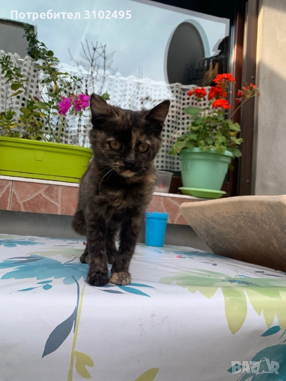 Подарявам женско котенце, снимка 1