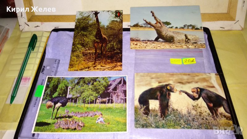 ЛОТ 4 СТАРИ ПОЩЕНСКИ КАРТИЧКИ ТЕМА ДИВА ПРИРОДА АФРИКА РЯДКА ФАУНА 6515, снимка 1