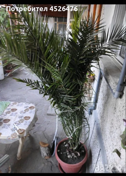 Финикова палма, снимка 1