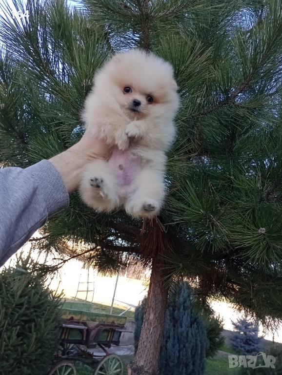 Мини момченце. Померан. Реални снимки от 29.12.25 г. , снимка 1