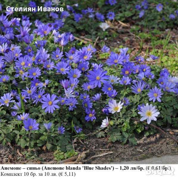 Анемоне – синьо (Anemone blanda 'Blue Shades') –  грудки, снимка 1