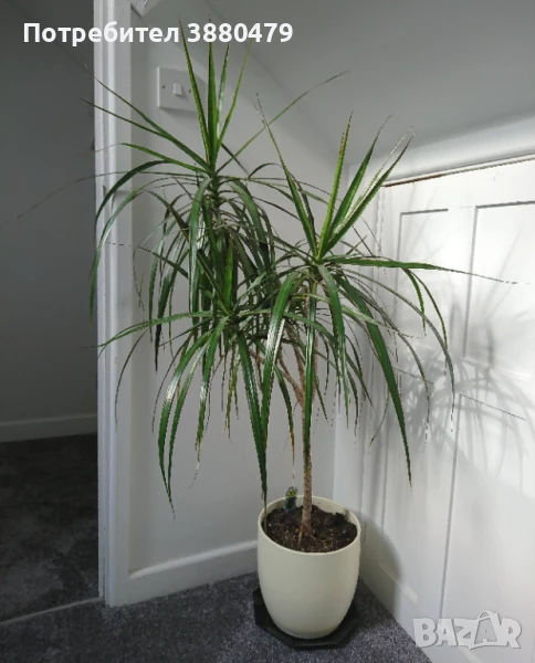 красива драцена, снимка 1