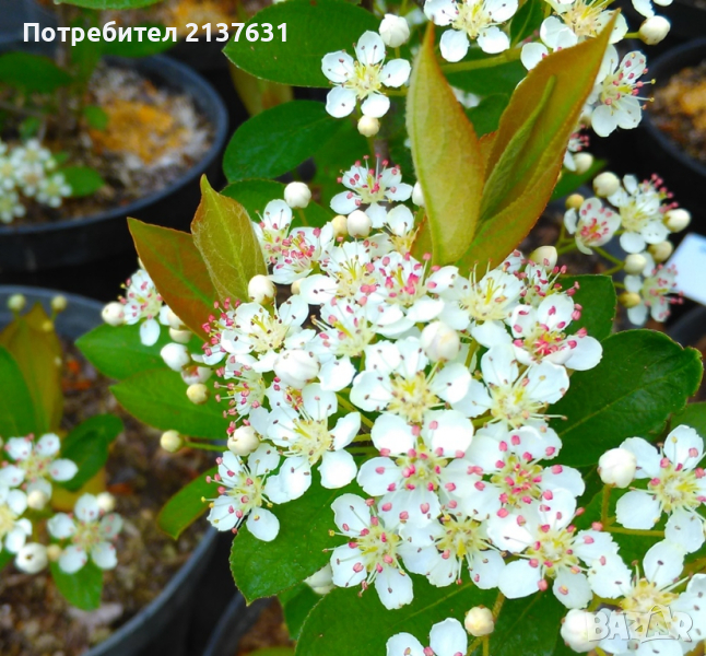 ХРАСТИ готови за засаждане - АРОНИЯ , МАЛИНИ, БОРОВИНКА, КАСИС,БАДЕМ и др, снимка 1