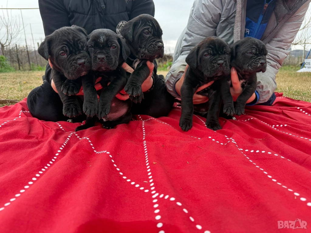 Кученца кане корсо, снимка 1