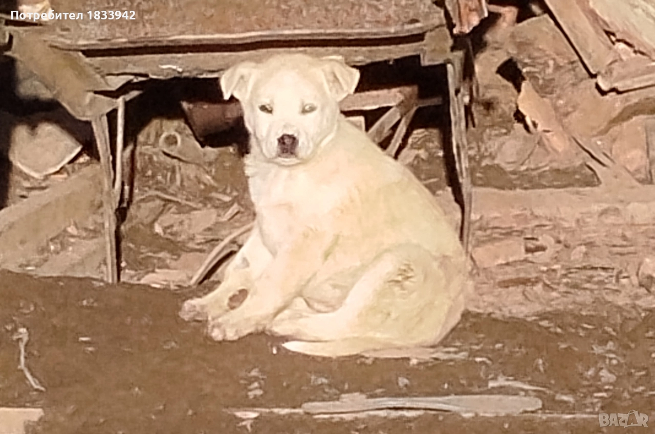 Кученца , снимка 1