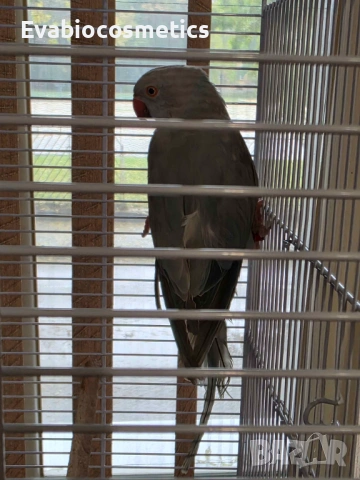 Женски малък Александър