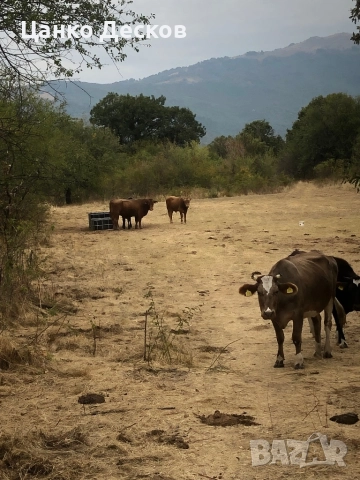 Стадо крави, снимка 10 - Крави - 51846249