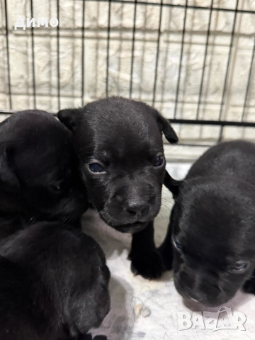 Английски стафордширски бултериер, снимка 9 - Други - 52136623