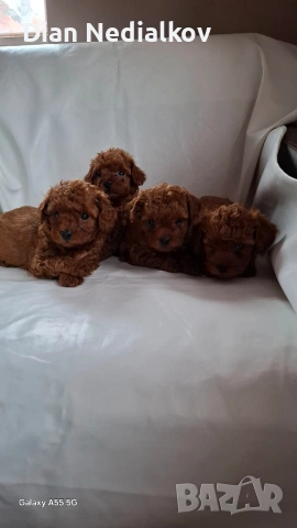 Той пудел / Теа Къп ., снимка 9 - Пудели - 53343824