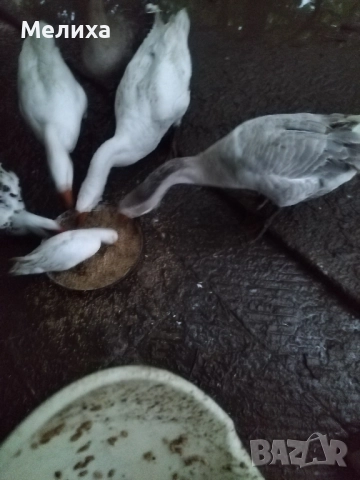 гъски, снимка 4 - Патици и гъски - 51984830