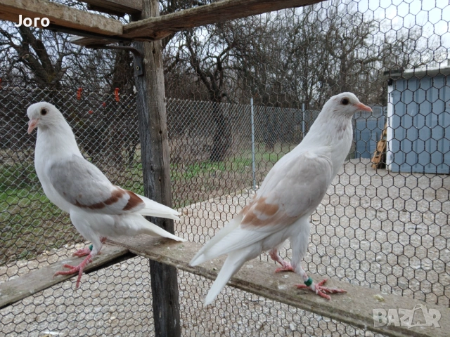 Воорбургски гушести , снимка 3 - Гълъби - 53356216