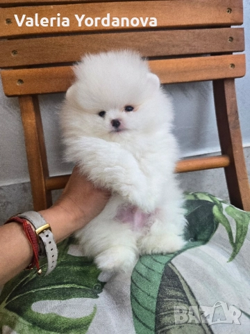 Мини Померан , снимка 2 - Померан - 51855286