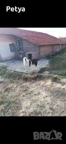 Продавам куче за двор Алабай