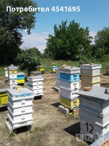 Пчелни семейства