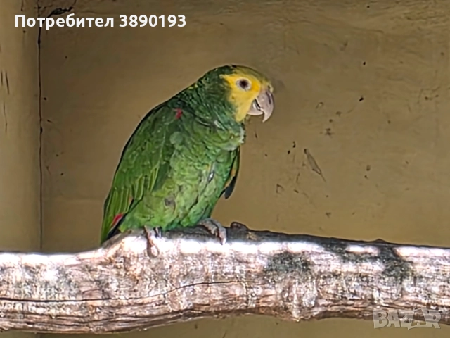 Амазона оратрикс , снимка 3 - Папагали - 52264223