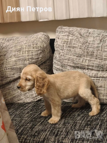 чистокръвен англииски кокер шпаньол, снимка 4 - Шпаньоли - 53025807