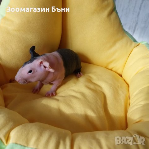 Skinny pig , Голи морски свинчета, снимка 2 - Морски свинчета - 39860680