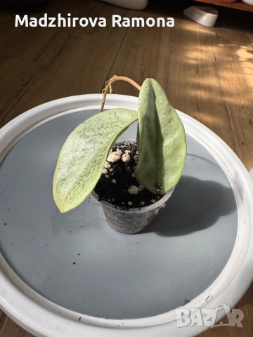 Carnosa nova ghost , снимка 2 - Стайни растения - 53819009