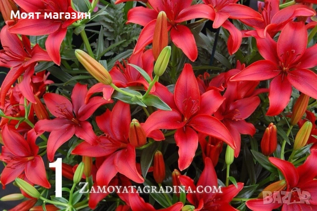 Лилиум пет вида