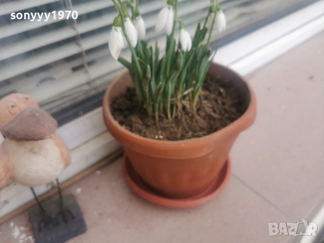 КОКИЧЕТА 2026 С ЛУКОВИЦИ 0602261329, снимка 10 - Градински цветя и растения - 53380889