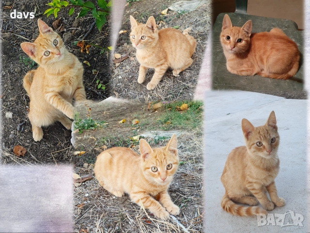 Малки котета – различни шарки, снимка 14 - Други - 51973052