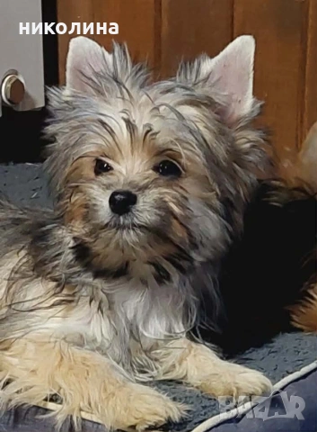 продавам йоркширски териер 