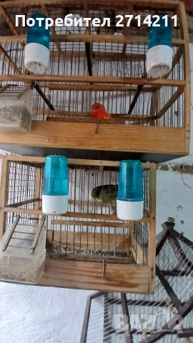 Канарчета , снимка 4 - Канари - 47907875