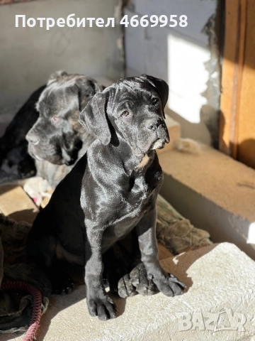 Кане Корсо, снимка 2 - Кане корсо - 52669037