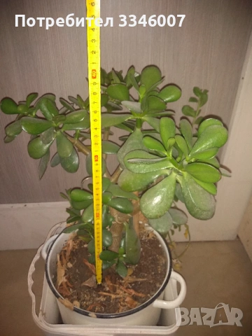 Дърво на живота /Красула овата/ , снимка 6 - Стайни растения - 53802298