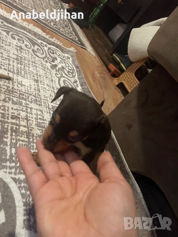 Пинчери, снимка 9 - Пинчер - 52482012