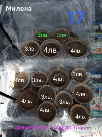 Саксии, снимка 15 - Саксии и кашпи - 53650030