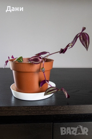 🌸 Африканска теменужка с розов цвят + Традесканция Зебрина – 2 растения в 1 саксия 🌿, снимка 5 - Стайни растения - 52060798