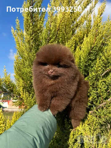 Померан момче, снимка 4 - Померан - 48491717