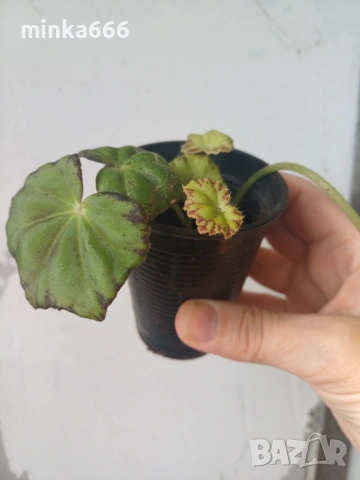 Тигрова бегония, снимка 2 - Стайни растения - 53081938