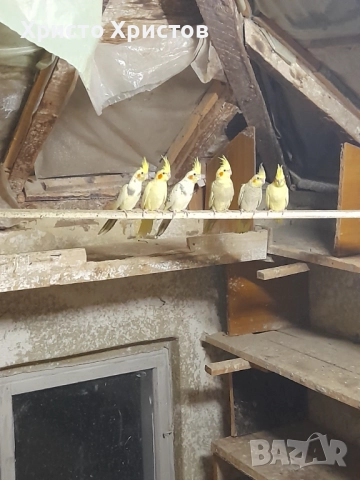 Папагали корела , снимка 7 - Папагали - 52644313