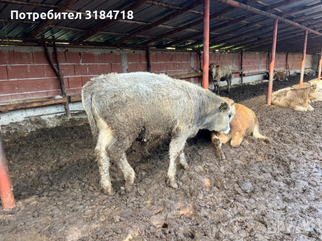 Месодайни Телета за Продан, снимка 2 - Крави - 52479978