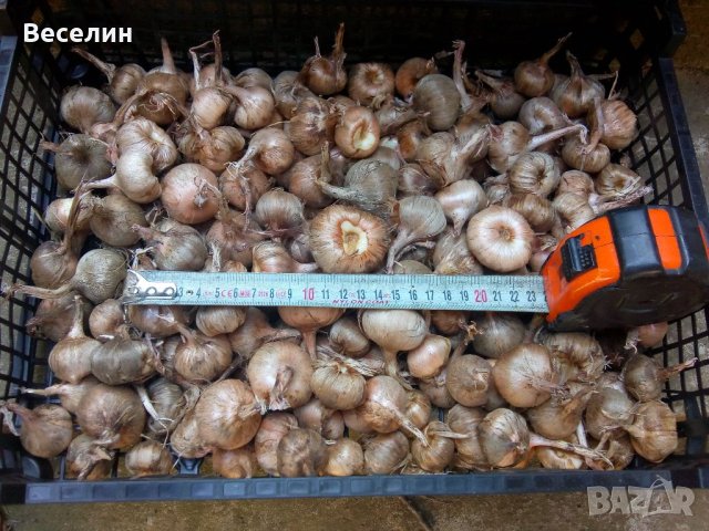 Продавам луковици шафран , снимка 2 - Разсади - 41761581