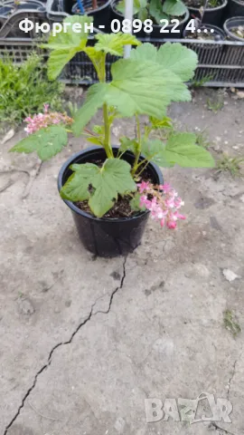 Касис кинг едуард, снимка 5 - Разсади - 49967884