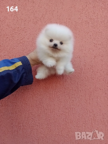 Мъжки Померани. Реални снимки ! , снимка 3 - Померан - 52684790